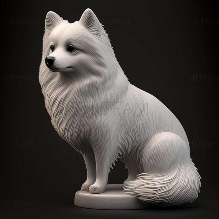 3D model American Eskimo dog (STL)